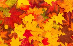 Conseil du mois d'octobre