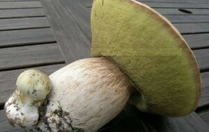 Le conseil du mois de décembre : Faux amis bis