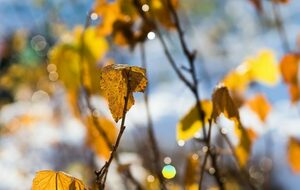 Conseil du mois d'octobre