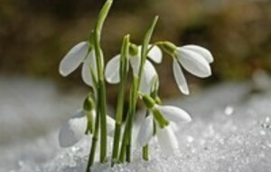 Le conseil de février