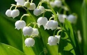 Conseil du mois de mai : le 9 qui bloque