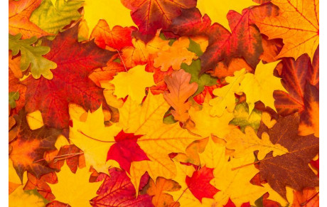 Conseil du mois d'octobre