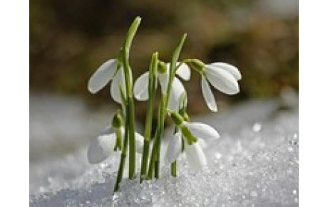 Le conseil de février