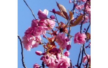 Conseil du mois de mars : partage 44 et partage 53