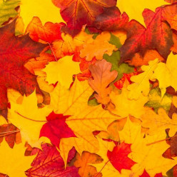 Conseil du mois d'octobre
